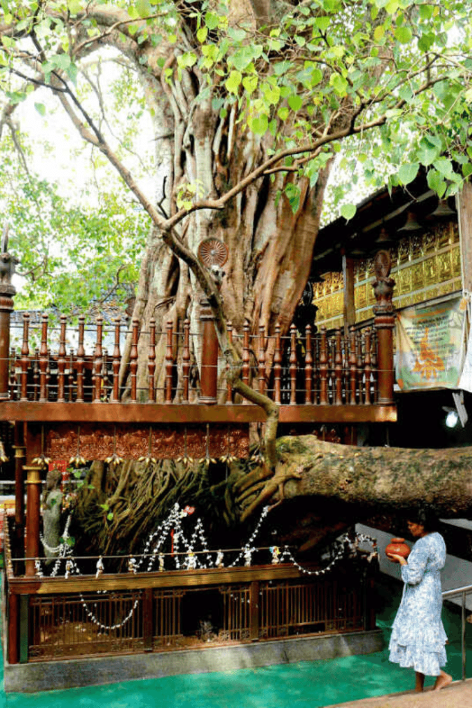 Bodhiya - Gangaramaya Temple Colombo