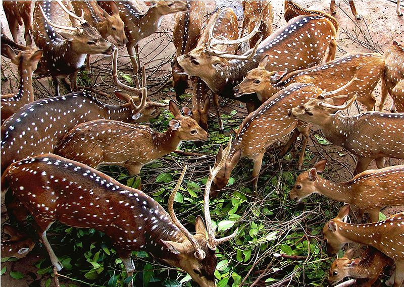 National Zoological Gardens of Sri Lanka - Dehiwala Zoo