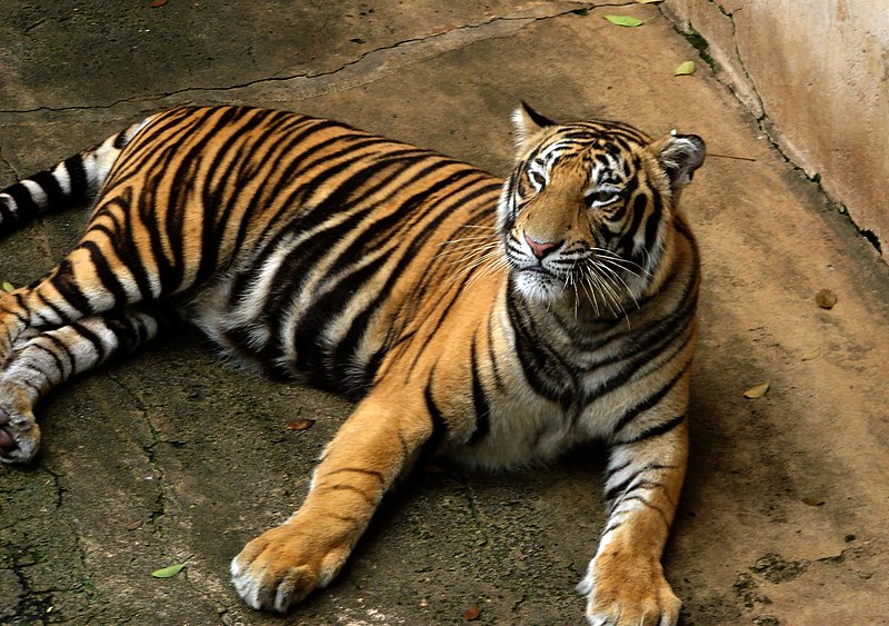 National Zoological Gardens of Sri Lanka - Dehiwala Zoo