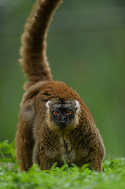 National Zoological Gardens of Sri Lanka - Dehiwala Zoo