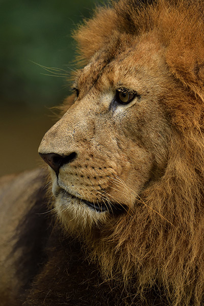 National Zoological Gardens of Sri Lanka - Dehiwala Zoo