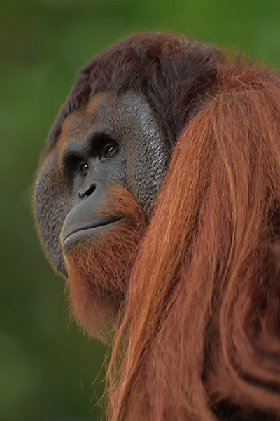 National Zoological Gardens of Sri Lanka - Dehiwala Zoo