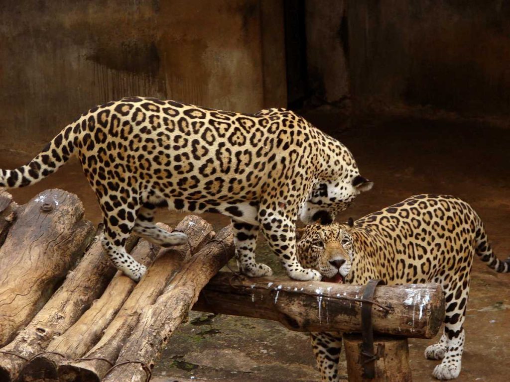 Jaguars Pair - National Zoological Gardens of Sri Lanka - Dehiwala Zoo