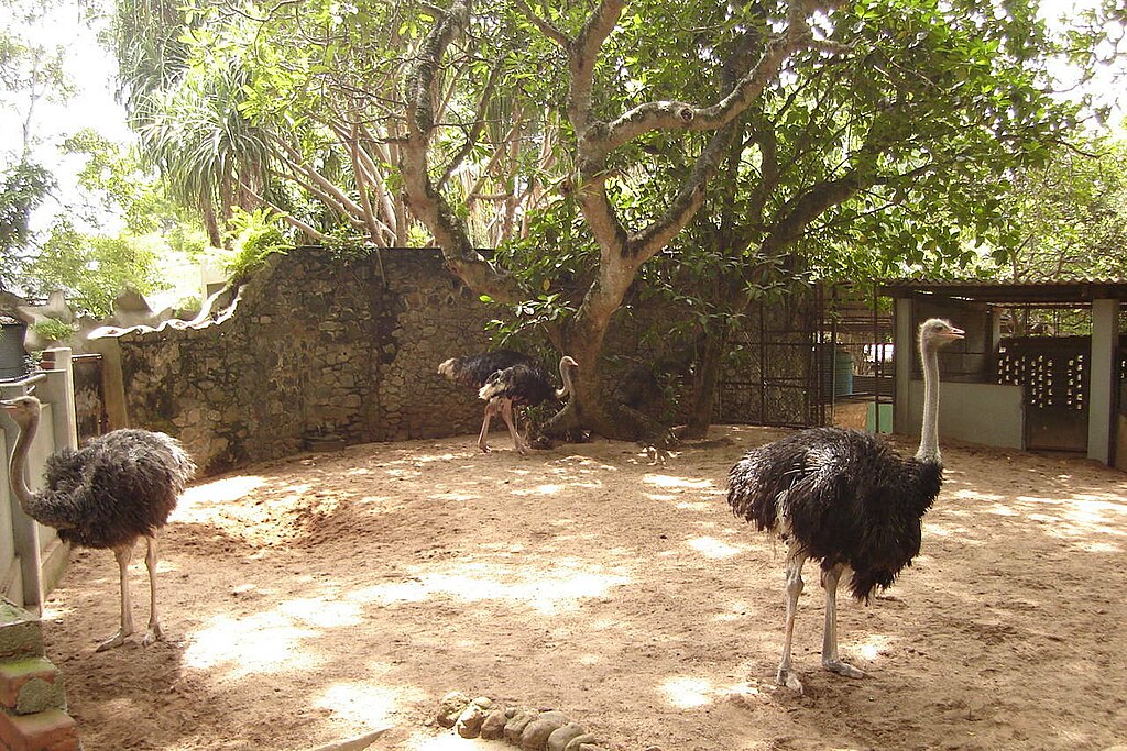 National Zoological Gardens of Sri Lanka - Dehiwala Zoo