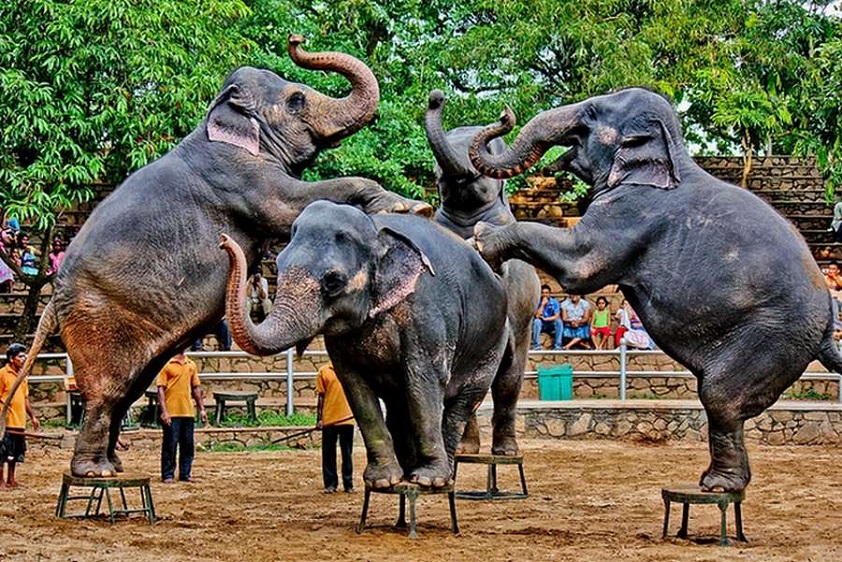 Elephant Dance at the National Zoological Gardens of Sri Lanka - Dehiwala Zoo