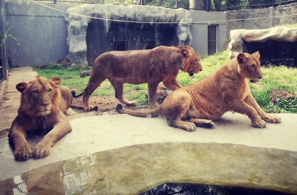 National Zoological Gardens of Sri Lanka - Dehiwala Zoo