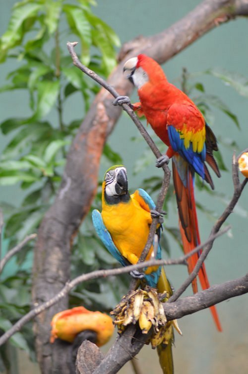 National Zoological Gardens of Sri Lanka - Dehiwala Zoo