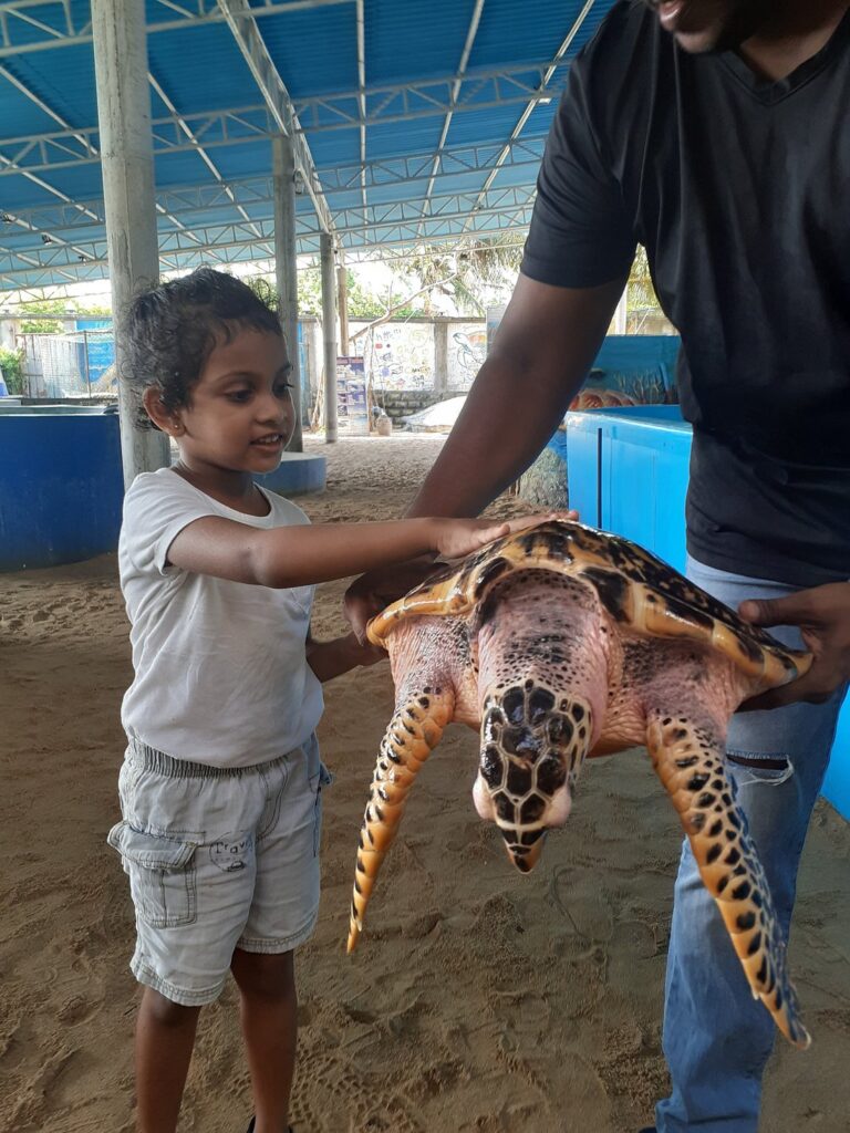 Ahungalla Sea Turtles Conservation And Research Center - Mount Lavinia Beach