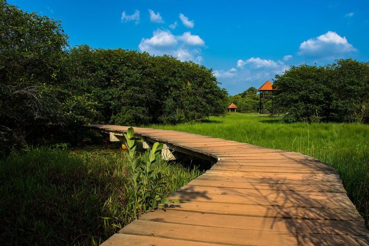 baddagane wetland photoes