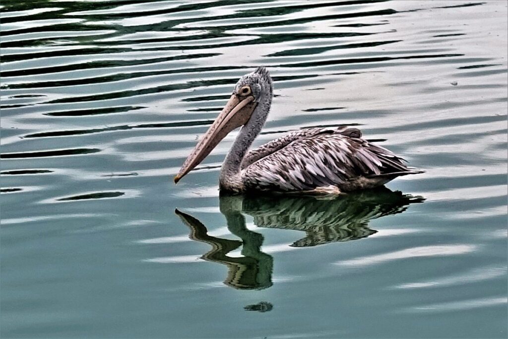 Wildlife at Beira Lake