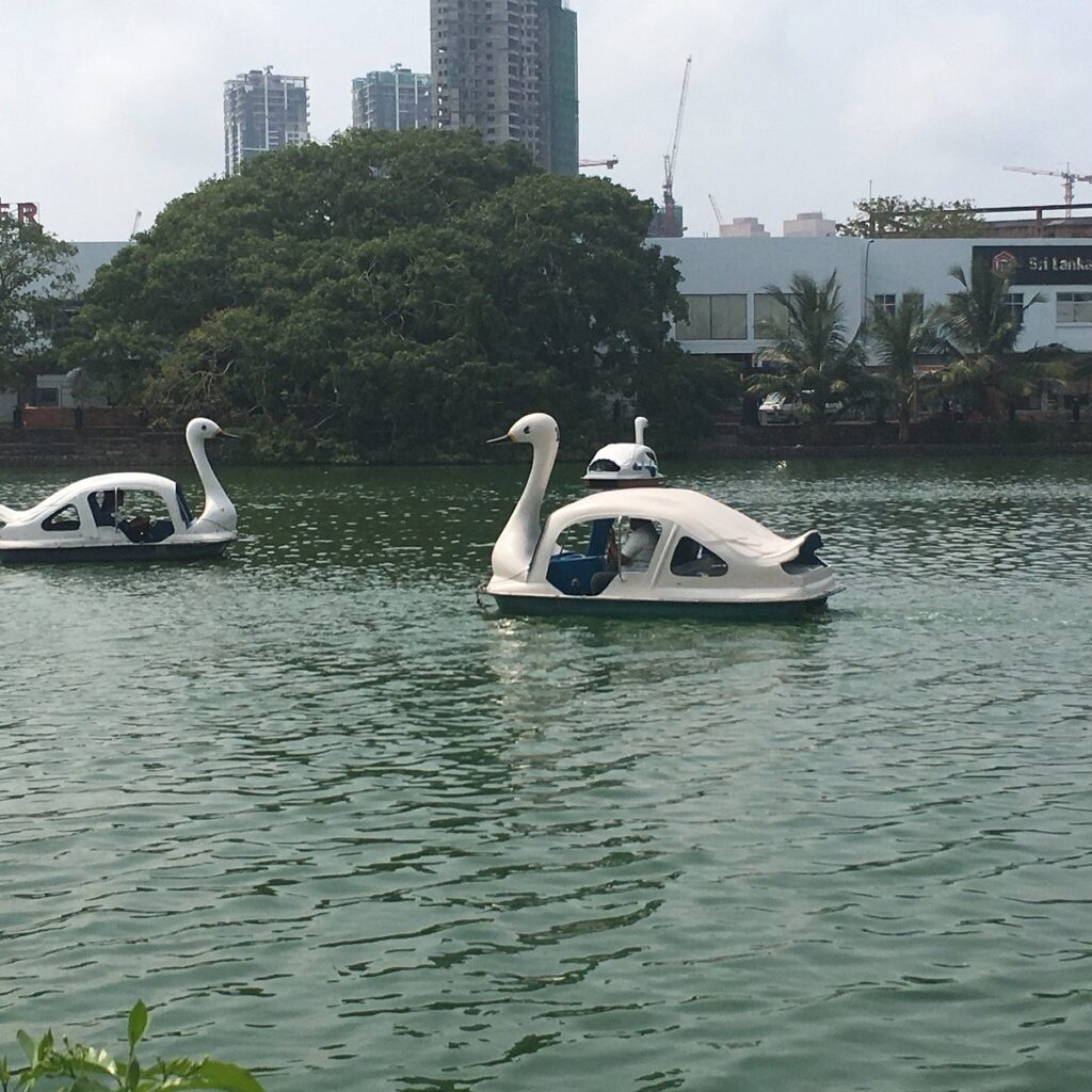 Swan Boat Rides - Beira Lake