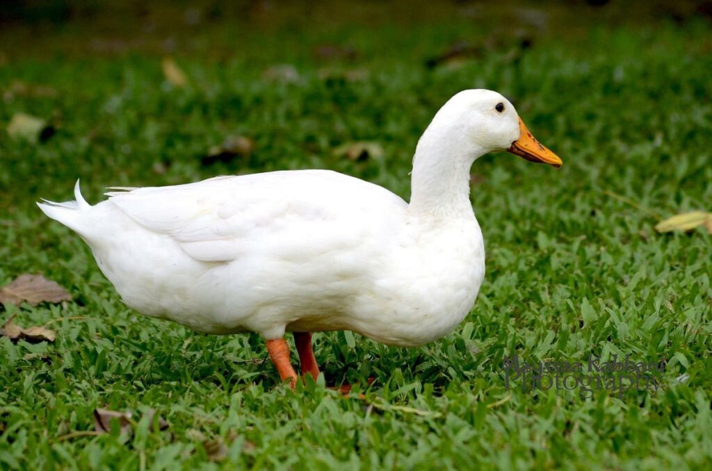 Wildlife at Beira Lake