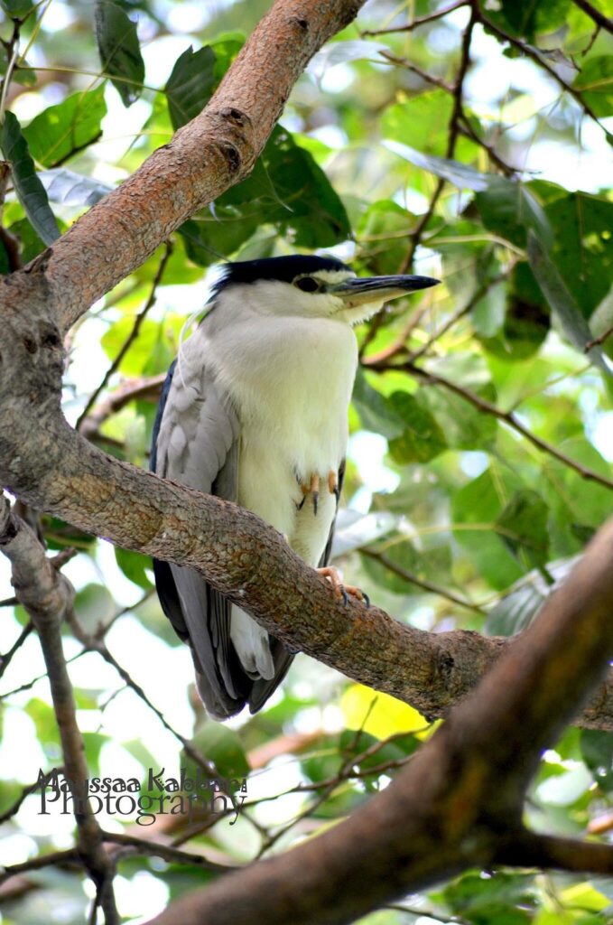 Wildlife at Beira Lake