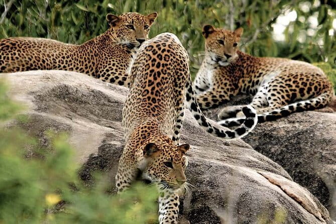 10 Days/ 9 Nights - Heritage Wildlife and Waves in Sri Lanka - A private Sri Lanka road trip, with real human coordination