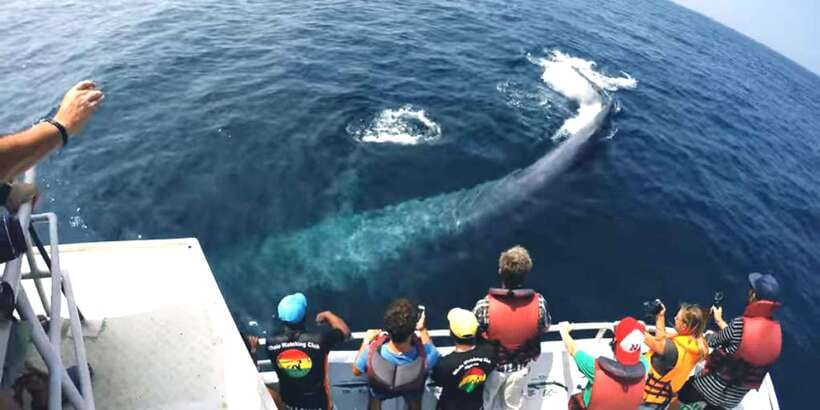 2-Day Whale Watching & Southern Sri Lanka Tour - Why Mirissa is the star for blue whales and humpbacks