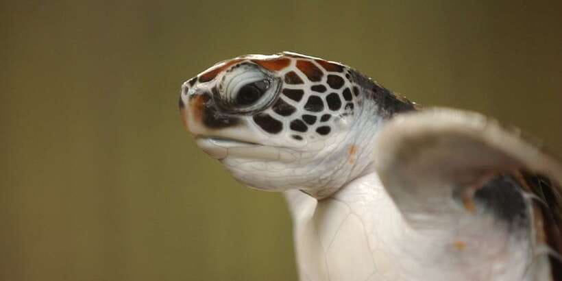2-Day Whale Watching & Southern Sri Lanka Tour - Bentota River safari: mangroves, slow boat rhythm, and real wildlife odds