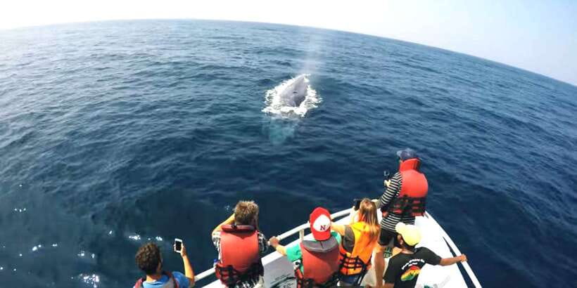 2-Day Whale Watching & Southern Sri Lanka Tour - After the whale boat: why this itinerary works as a 2-day mix