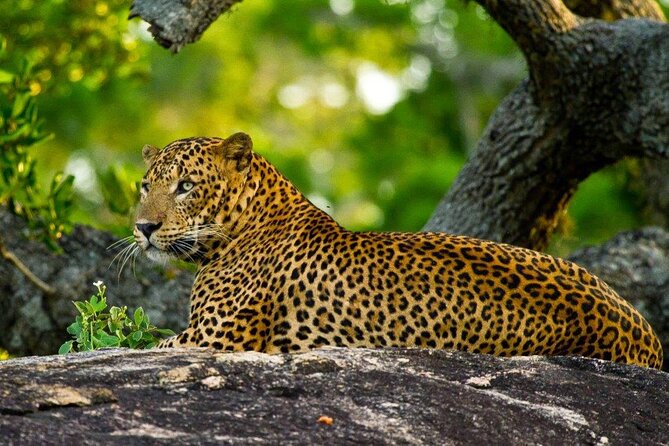 2 Days Tour of Double Safari (Yala & Udawalawe) - All Inclusive - Key Things Worth Knowing
