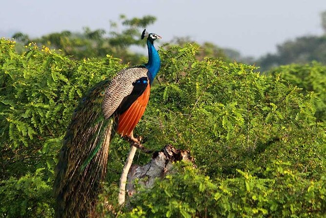 2 Days Tour of Double Safari (Yala & Udawalawe) - All Inclusive - Your 3-Star Overnight Base in Yala: When Comfort Helps Your Second Day