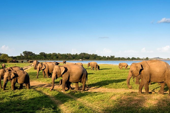 6 Days Nature And Culture Tour - A 6-day private route that stitches Sri Lanka together (without feeling frantic)