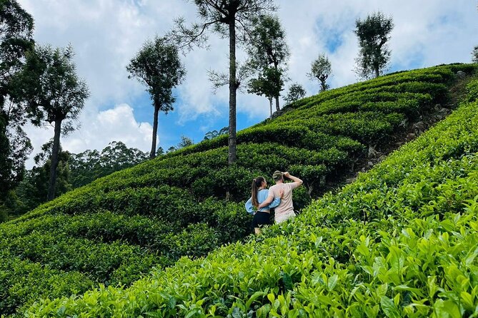 6Days Hill country Private Tour in Sri Lanka - Day 3: Scenic Train Ride From Nanu Oya to Ella