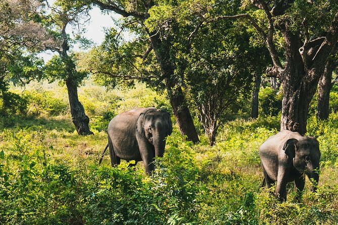 8 Days Sri Lanka Private Round Tour - Day 4: Nanu Oya to Ella by train through the tea hills