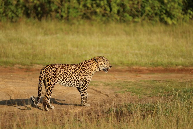 8 Days tour in Sri Lanka with privet driver and accommodations - Day 4: Gregory Lake, Victoria Park, and Ella by Train