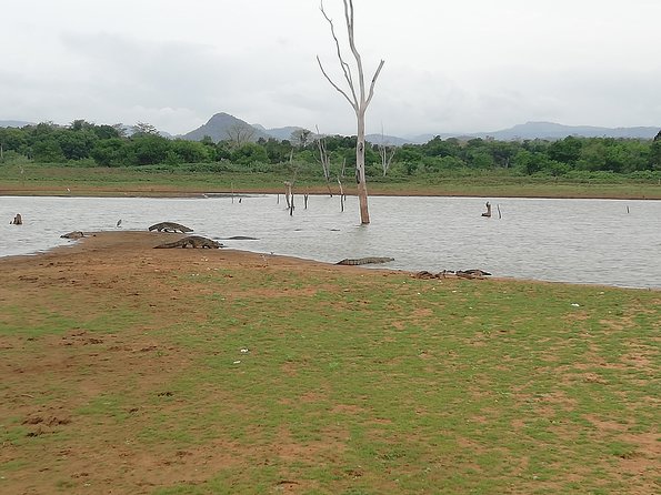 A Udawalawa Park safari, Tour from Colombo/Galle- (All inclusive) - Lunch: Sri Lankan Rice and Curry, Included and Practical