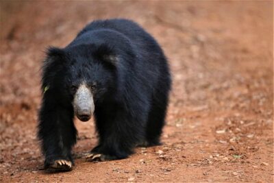 All Inclusive Leopard Nest Treehouse Safari in Yala - The 7:30 pickup and the Yala Junction transfer reality