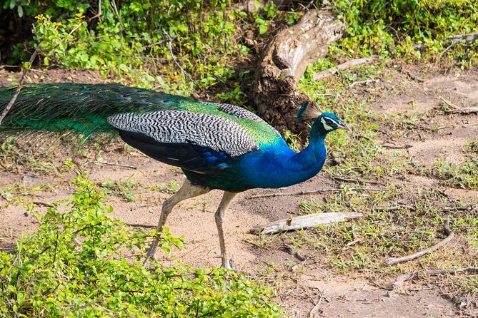All Inclusive Leopard Nest Treehouse Safari in Yala - Price and value: what $200 gets you in practice