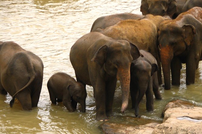 All inclusive Private jeep safari at Yala National park - The wildlife-realism check: how to think about leopards