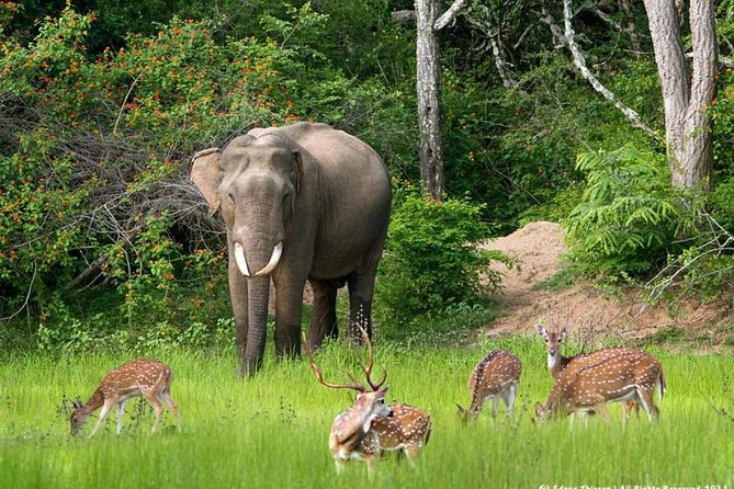 All inclusive Private jeep safari at Yala National park - Yala National Park: what you’re really paying for in a private jeep