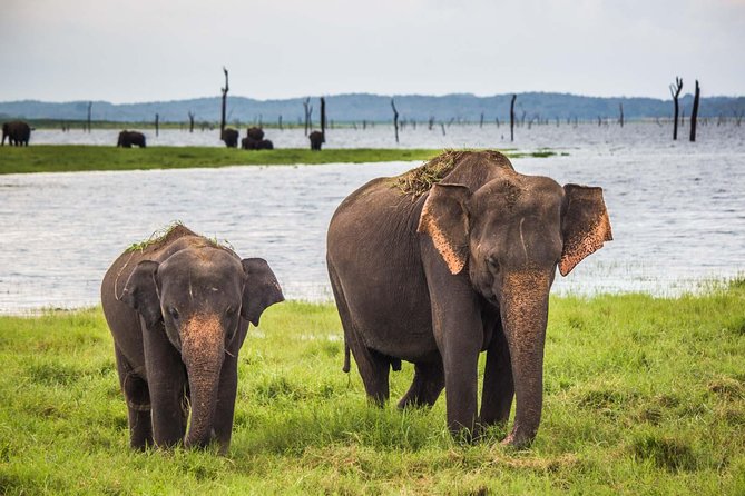 All inclusive Private safari at Wilpattu National park from Negombo - What You’ll Love Most About This Wilpattu Private Safari