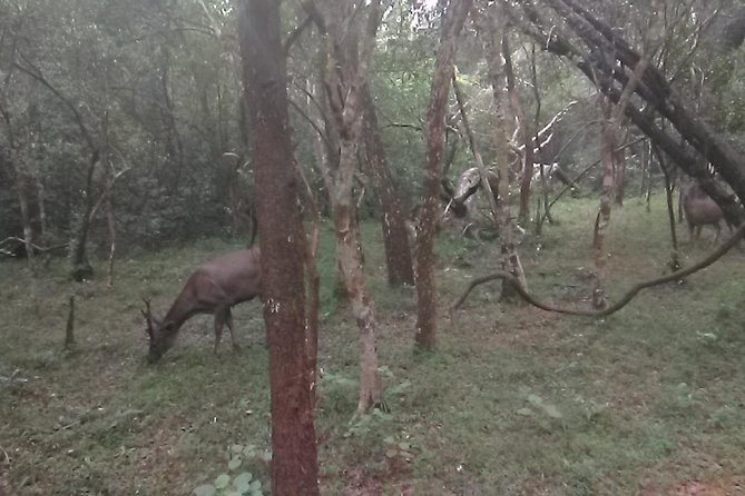 All inclusive Private safari at Wilpattu National park from Negombo - Early Pickup, Long Drive: The Real Pace of This Day