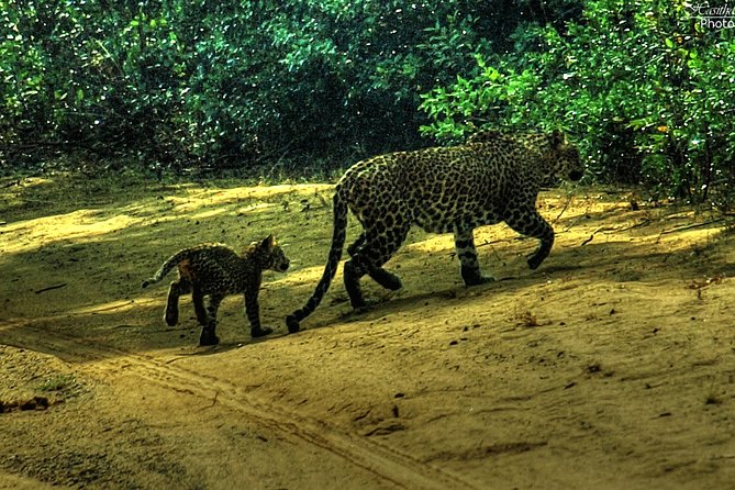 All inclusive Private safari at Wilpattu National park from Negombo - Lunch and Breaks: Included Food That Keeps You Comfortable