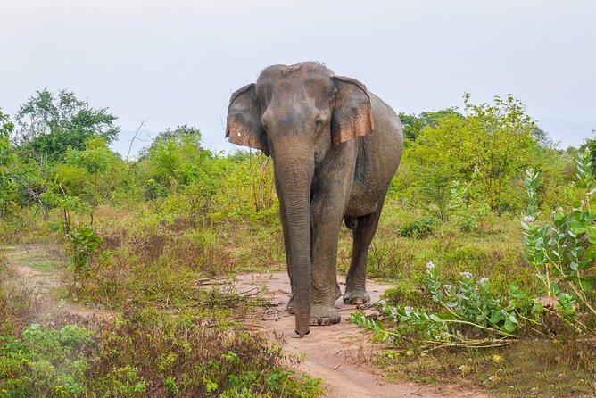 All Inclusive Udawalawa National Park Day Tour From Negombo - Key highlights to know before you go