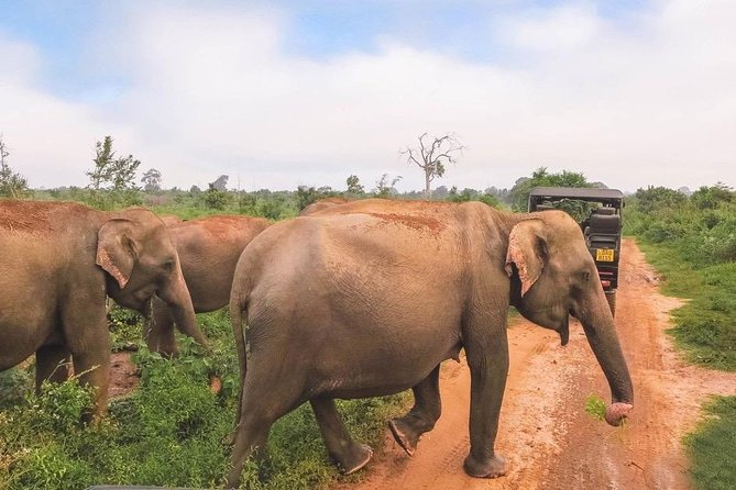 All Inclusive Udawalawa National Park Day Tour From Negombo - Udawalawa National Park from Negombo: what makes this day tour work