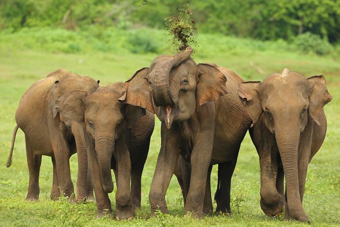 All Inclusive Udawalawa National Park Day Tour From Negombo - The 6:00am pickup and private AC ride from Negombo