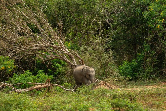 All Inclusive Udawalawa National Park Day Tour From Negombo - The Udawalawa jeep safari: how to make the most of your wildlife time