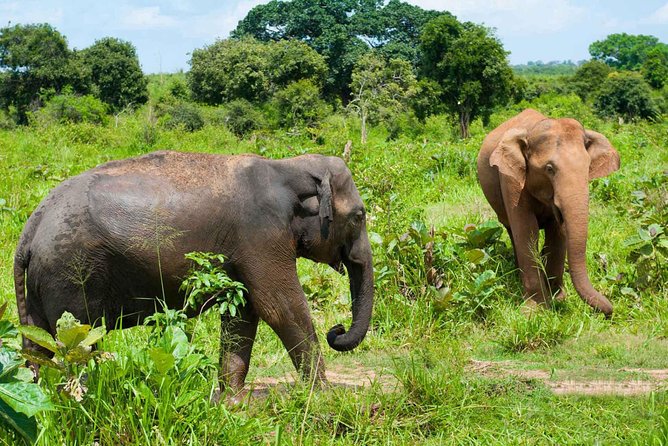 All Inclusive Udawalawa National Park Day Tour From Negombo - Rice and curry lunch: a real break during a long day