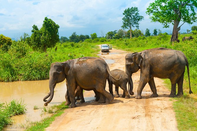 All Inclusive Udawalawa National Park Day Tour From Negombo - Who should book this Udawalawa day tour from Negombo