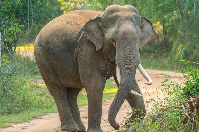 All Inclusive Udawalawa National Park Day Tour From Negombo - Should you book it? A practical decision guide