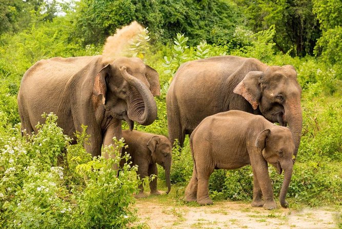 All Inclusive Udawalawa National Park Day Tour From Negombo - Price and value: what you’re really paying for at $275