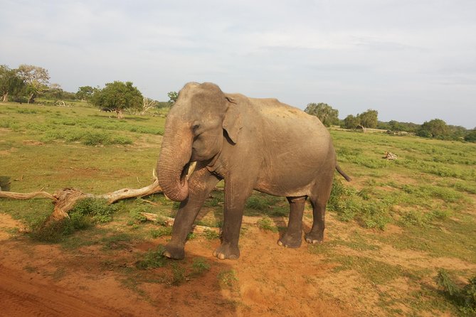 All Inclusive Udawalawe National Park Safari Day Tour from Colombo and Negombo - Udawalawe National Park: the elephant factor that makes this route worth it