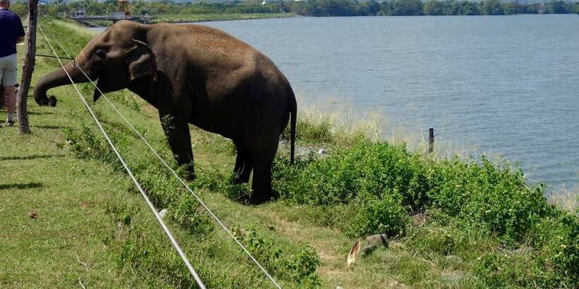 All inclussive Udawalawa National Park Safari From Colombo - Elephant Transit Home: your second wildlife window