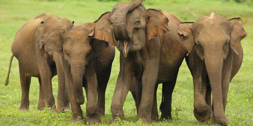 All inclussive Udawalawa National Park Safari From Colombo - Lunch at a local hotel: plan your budget and your timing