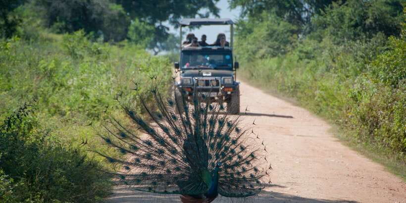 All inclussive Udawalawa National Park Safari From Colombo - Packing for a safari day: small things that prevent big annoyances