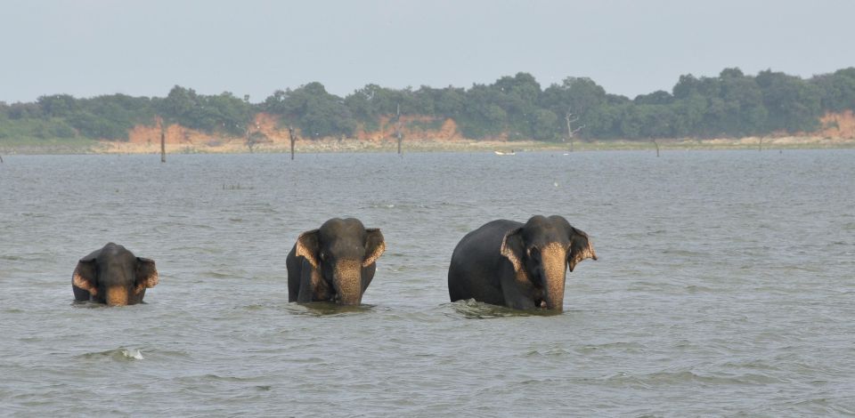 All inclussive Udawalawa National Park Safari From Colombo - Elephant expectations: how to protect your money