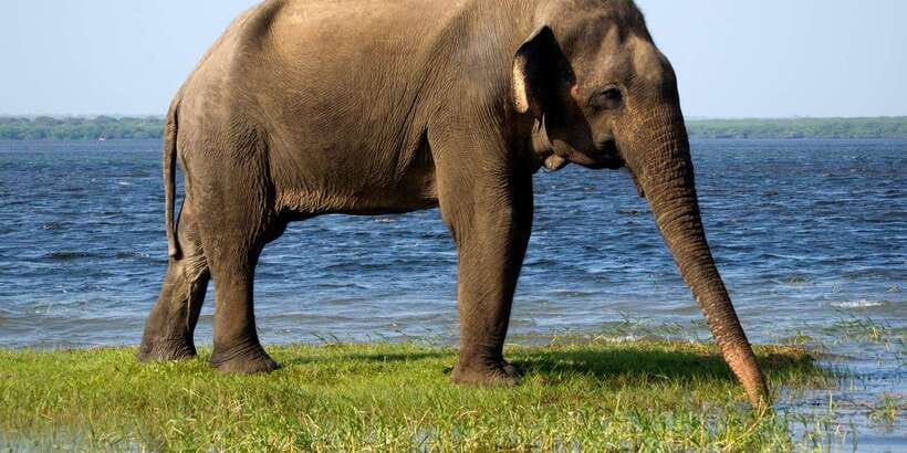 Colombo/Bentota/Kalutara/Ahungalla: Yala Safari Tour - Key Highlights You’ll Actually Care About