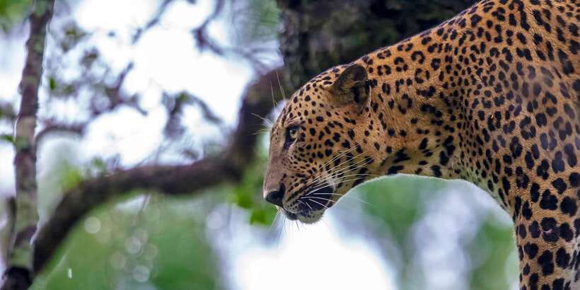 Colombo/Bentota/Kalutara/Ahungalla: Yala Safari Tour - Yala in One Day: Why This Route Works From Colombo and Beyond